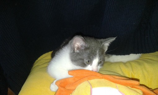 Sanremo: gattino di due mesi è in cerca di una famiglia