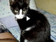 Ventimiglia: si è smarrita la gattina Banny (foto), l'accorato appello dei proprietari