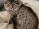 Tracy, una piccola gattina 3 mesi e mezzo, è in cerca di una famiglia che la adotti Tracy, una piccola gattina 3 mesi e mezzo, è in cerca di una famiglia che la adotti