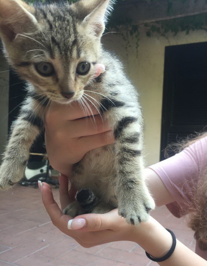 Sanremo: due gattini aspettano di essere adottati