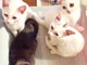 Sanremo: quattro gattini cercano anche loro una nuova famiglia