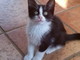 Castellaro: una bellissima gattina nera e bianca aspetta di essere adottata