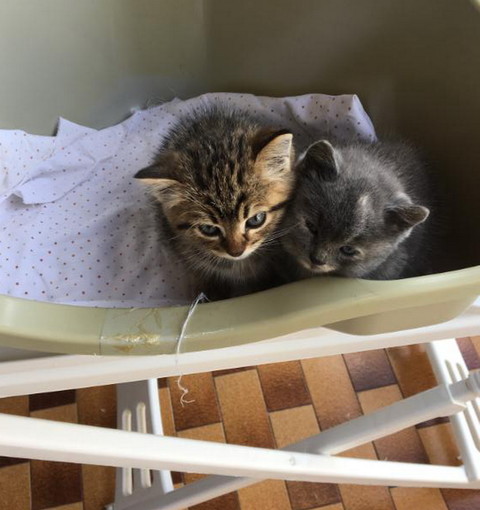 Vallecrosia: i due bellissimi gattini sono stati adottati