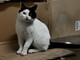 Sanremo: è stato trovato un gatto bianco e nero, si cercano i suoi proprietari