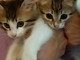 Taggia: due dolcissimi gattini hanno bisogno di essere adottati