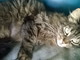 Sanremo: la dolcissima gattina della foto è stata adottata nei giorni scorsi Sanremo: la dolcissima gattina della foto è stata adottata nei giorni scorsi