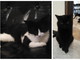 Imperia: il gattino bianco e nero e il gatto nero sono stati adottati Imperia: il gattino bianco e nero e il gatto nero sono stati adottati
