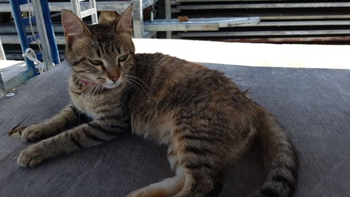Santo Stefano al Mare: gattina con collarino rosa si aggira vicino ad un magazzino, si cercano i proprietari Santo Stefano al Mare: gattina con collarino rosa si aggira vicino ad un magazzino, si cercano i proprietari