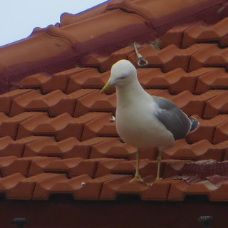 Gabbiani troppo aggressivi a Sanremo, il caso finisce sui media nazionali: “Quando il nemico diventa l’ambiente” Gabbiani troppo aggressivi a Sanremo, il caso finisce sui media nazionali: “Quando il nemico diventa l’ambiente”