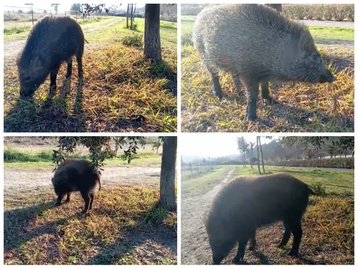 Imperia, cinghiale a spasso al Parco urbano si fa avvicinare e riprendere da un passante (Video)