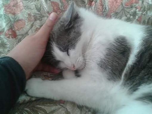 Sanremo: la gattina trovata in strada nei giorni scorsi è stata adottata Sanremo: la gattina trovata in strada nei giorni scorsi è stata adottata