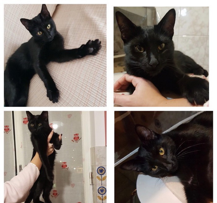 Imperia: un gattino nero trovato per la strada ha bisogno di una casa