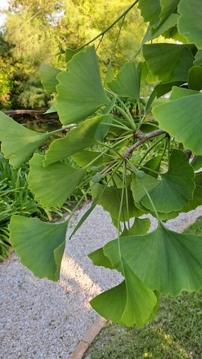 Sanremo: a Villa Ormond cresce il Ginkgo biloba, l’albero che ha sfidato la bomba atomica Sanremo: a Villa Ormond cresce il Ginkgo biloba, l’albero che ha sfidato la bomba atomica