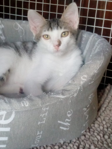 Sanremo: un dolce gattino di tre mesi e mezzo aspetta di essere adottato