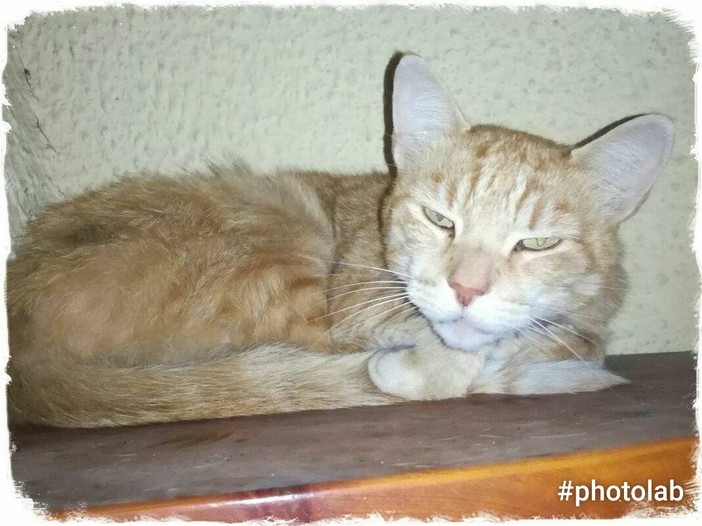 Gattone recuperato in mezzo alla strada a Badalucco, si cercano i proprietari Gattone recuperato in mezzo alla strada a Badalucco, si cercano i proprietari