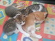 Sanremo: quattro dolcissimi gattini cercano nuove famiglie
