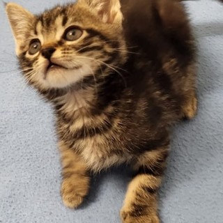 Arma di Taggia, tre gattini cercano casa: sono un maschietto e due femminucce (foto) Arma di Taggia, tre gattini cercano casa: sono un maschietto e due femminucce (foto)