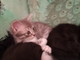 Sanremo: una bellissima gattina è in cerca di una famiglia Sanremo: una bellissima gattina è in cerca di una famiglia