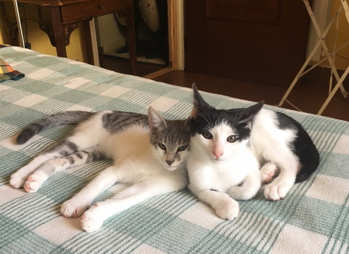 Sanremo: due bellissimi gattini sono in cerca di nuove famiglie