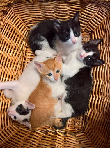 Bordighera: tre bellissimi gattini aspettano di essere adottati