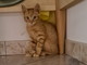 Sanremo: un gattino rosso di tre mesi aspetta di essere adottato