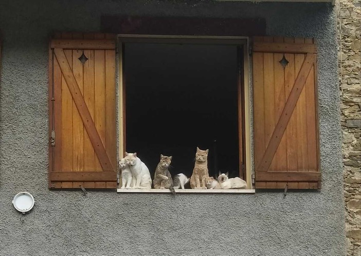 I gatti di Buggio, sentinelle poetiche alla finestra I gatti di Buggio, sentinelle poetiche alla finestra