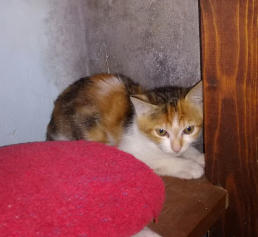 Sanremo: tre bellissimi gattini sono in cerca di nuove famiglie