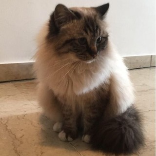 Vallecrosia: smarrito il gatto Dalì con collare e microchip (foto), l'appello dei proprietari