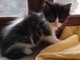Taggia: due gattine di due mesi cercano nuove famiglie
