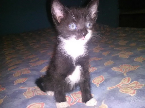 Sanremo: il  bellissimo gattino di due mesi nei giorni scorsi è stato adottato
