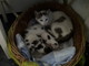 Sanremo: cinque gattini hanno bisogno di nuove famiglie