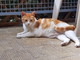 Sanremo: un bel gattone bianco e rosso ha bisogno con urgenza di una nuova famiglia