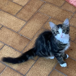 Arma di Taggia, piccoli gattini cercano casa: ecco come adottarli (foto) Arma di Taggia, piccoli gattini cercano casa: ecco come adottarli (foto)