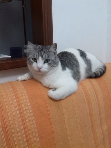 Sanremo: scomparsa da giovedì Birba, una gattina bianca e grigia. L'appello della proprietaria
