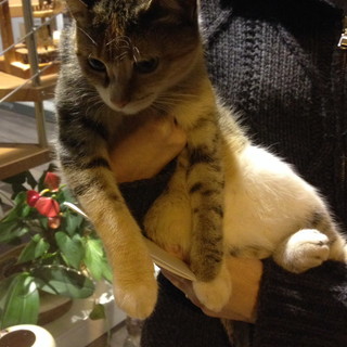 Arma di Taggia: è stata trovata una gattina per la strada. Si cercano i proprietari