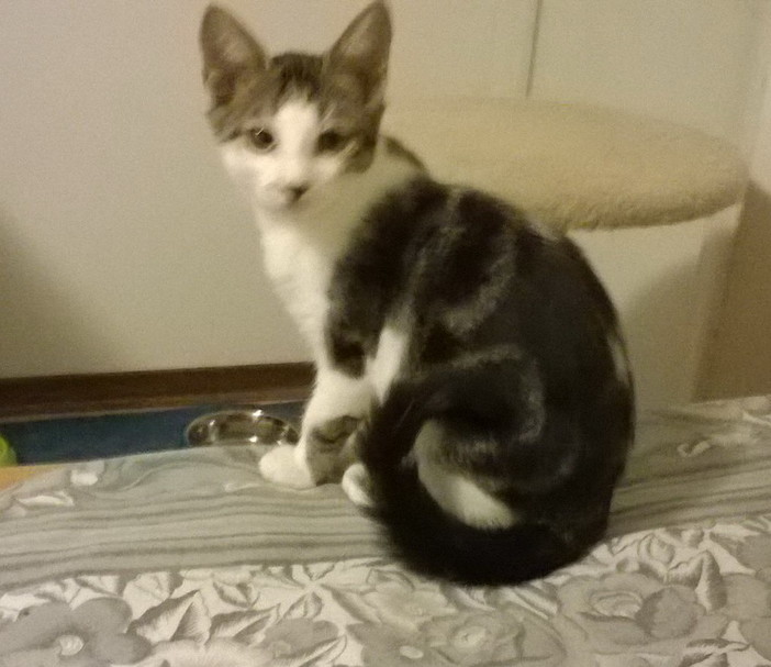 Sanremo; un dolcissimo gattino aspetta di essere adottato Sanremo; un dolcissimo gattino aspetta di essere adottato