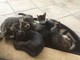Otto bellissimi gattini di tre mesi stanno cercando più famiglie che li accolgano (foto) Otto bellissimi gattini di tre mesi stanno cercando più famiglie che li accolgano (foto)