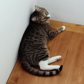 Badalucco: trovato un gatto maschio si cercano i suoi proprietari