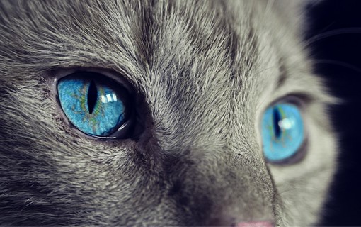 Come costruire un rapporto con il proprio gatto