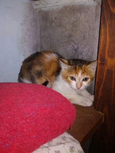 Sanremo: smarrita gattina di 2 mesi in valle Armea, l'appello della proprietaria