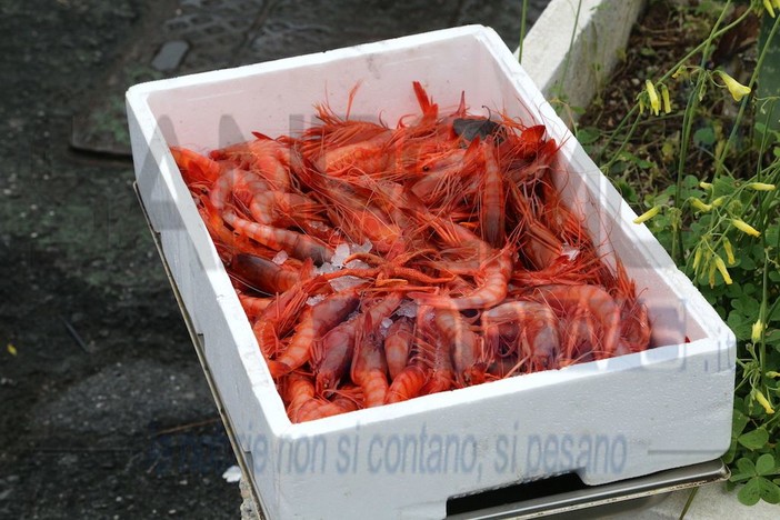Ventimiglia vuole la Deco per il 'gambero rosso' pescato davanti alla Mortola, si apre una sfida con Sanremo? Ventimiglia vuole la Deco per il 'gambero rosso' pescato davanti alla Mortola, si apre una sfida con Sanremo?