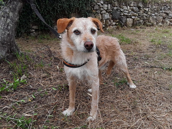 Chiusavecchia: canile "Gli Ulivi" cerchiamo una nuova casa per Gelsomino