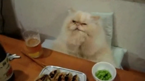 Amici degli animali: gatto gourmet, sì chef (VIDEO DA NON PERDERE)