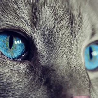 Come costruire un rapporto con il proprio gatto