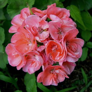 Liguria: è piante mania nel post Covid, Coldiretti "È meglio scegliere prodotti locali, abbiamo 4200 imprese pronte"