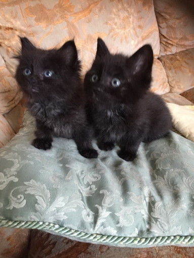 Sanremo: altri quattro bellissimi gattini aspettano di essere adottati
