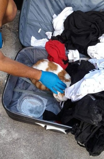 Gatto rinchiuso dentro una valigia a Diano Marina, l’Aidaa denuncia in procura per abbandono e maltrattamento di animali Gatto rinchiuso dentro una valigia a Diano Marina, l’Aidaa denuncia in procura per abbandono e maltrattamento di animali