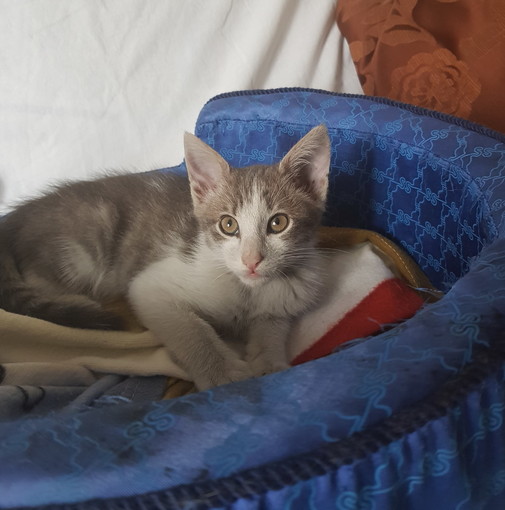 Sanremo: due bellissimi gattini aspettano di essere adottati