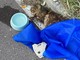 Ventimiglia, gatto ferito sulla ciclabile: mobilitazione di soccorsi (Foto)