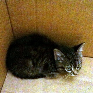 Arma Taggia: trovata gattina in un cofano di un'auto, la segnalazione ai proprietari